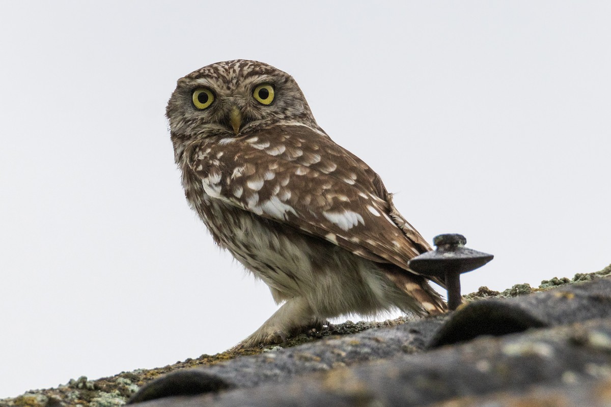 Little Owl - Michal Bagala