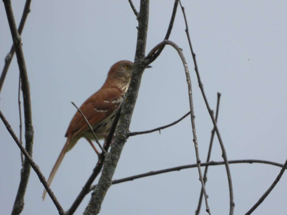 Brown Thrasher - Serge Benoit