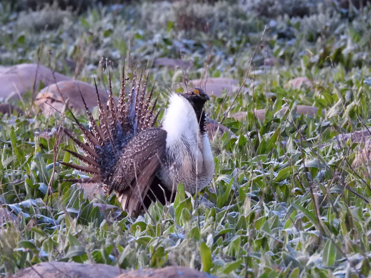 Greater Sage-Grouse - ML619535186