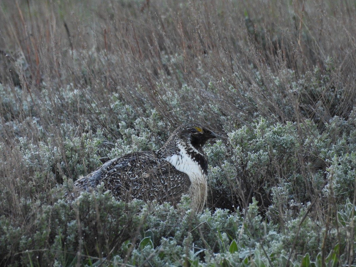 Greater Sage-Grouse - ML619535187