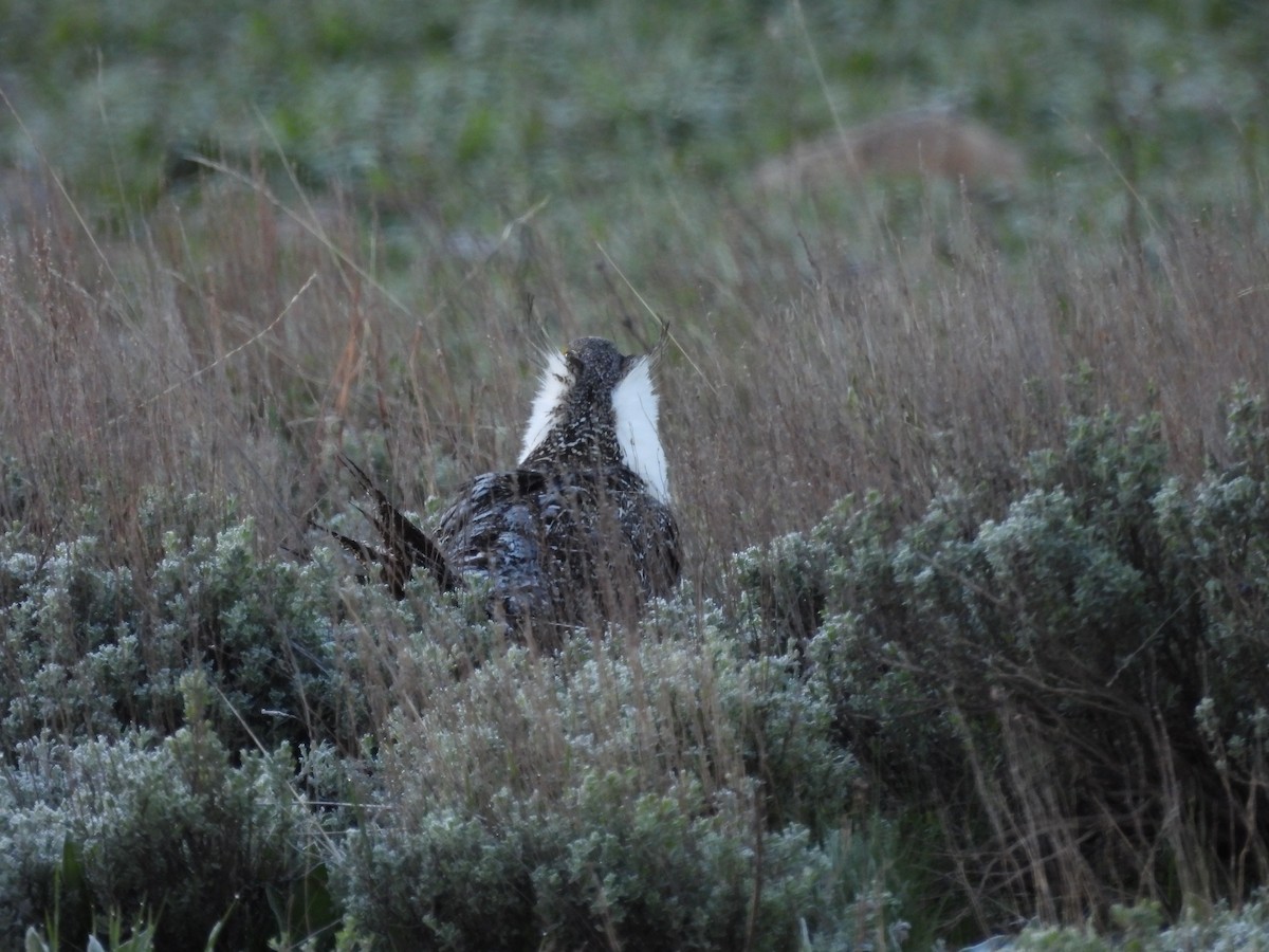 Greater Sage-Grouse - ML619535188