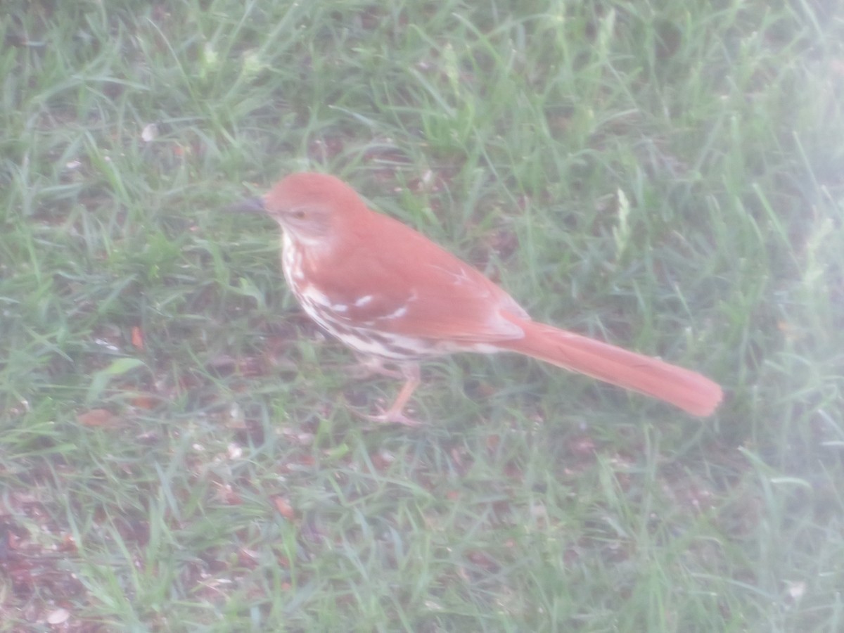 Brown Thrasher - Matthew Thompson