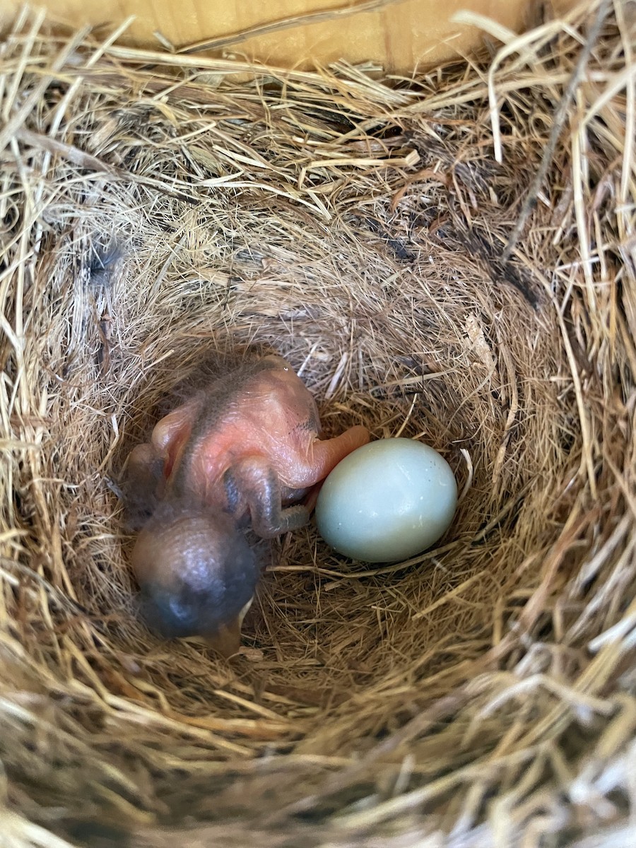 Eastern Bluebird - Sepi Yagoobian