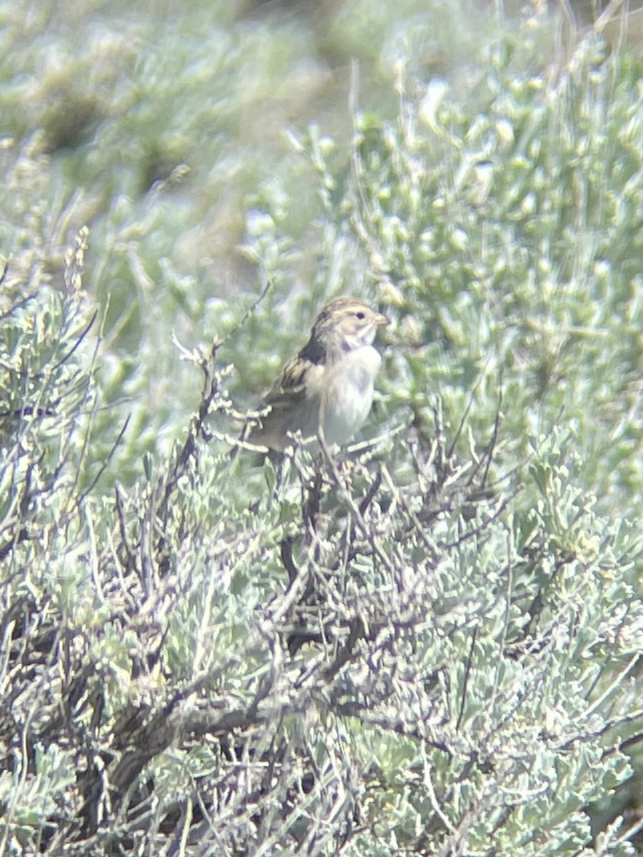 Brewer's Sparrow - ML619535193