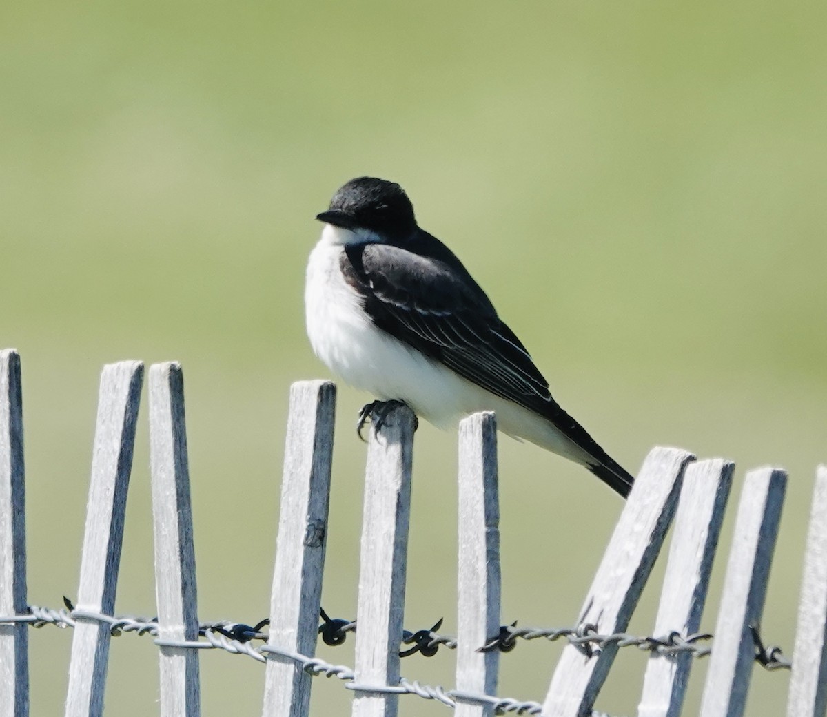 Eastern Kingbird - Patricia Cullen