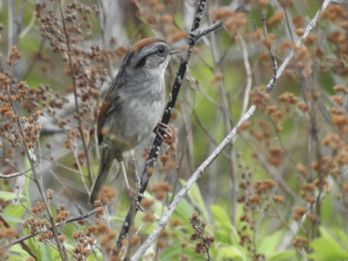 Swamp Sparrow - Richard Lepage