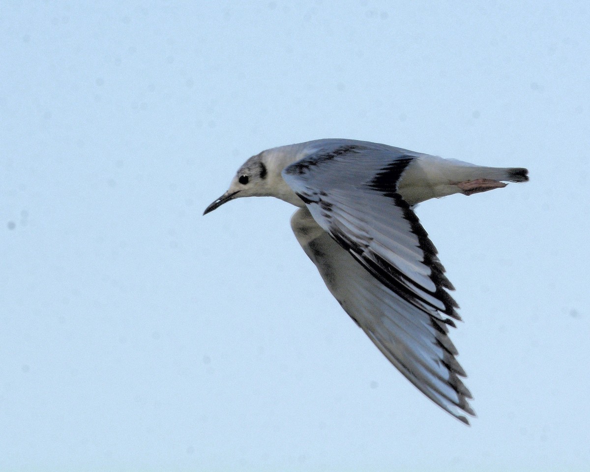 Bonaparte's Gull - David Kennedy