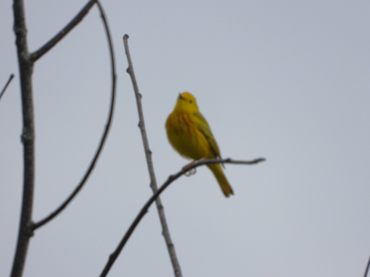 Yellow Warbler - Serge Benoit