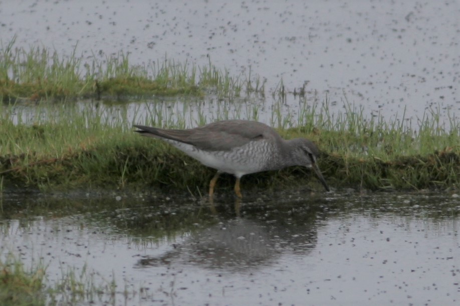 Grauschwanz-Wasserläufer - ML61953521