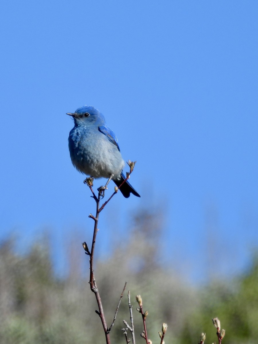 Mountain Bluebird - Spencer Crook