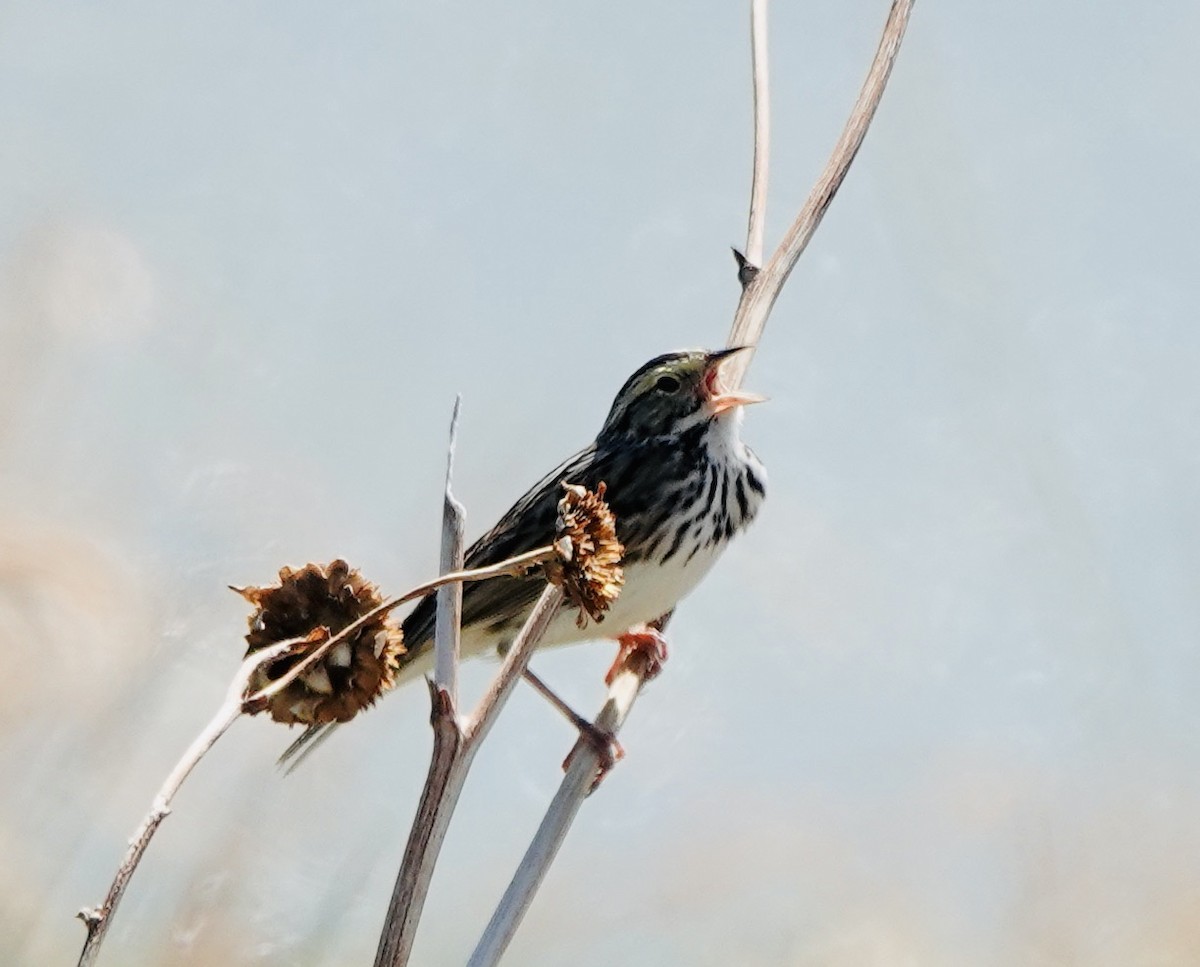 Savannah Sparrow - Patricia Cullen