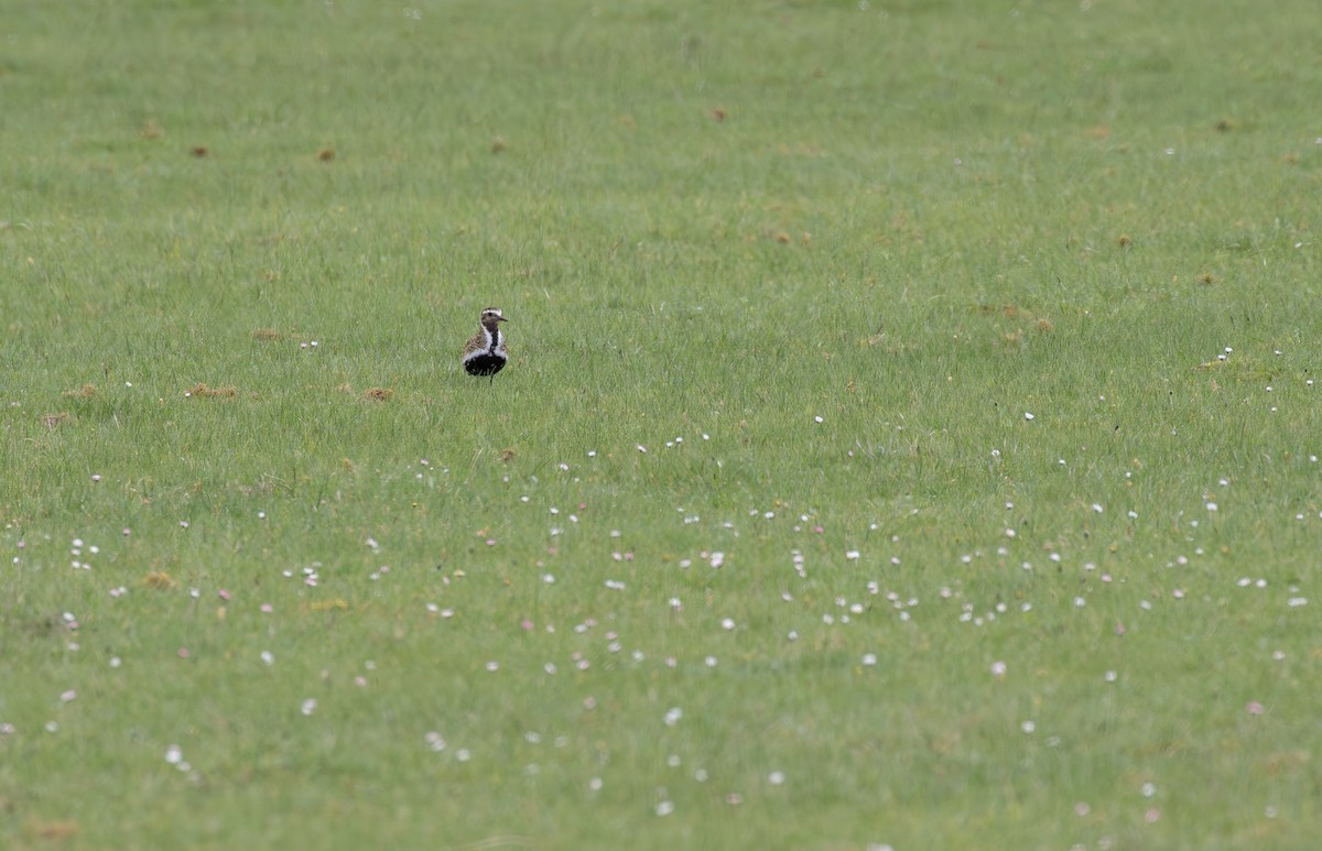 European Golden-Plover - Jonathan Farooqi