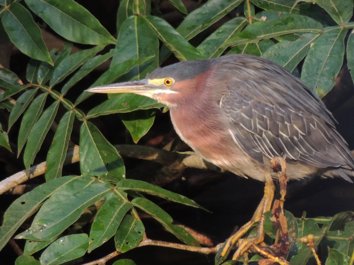 Green Heron - Roger Lambert