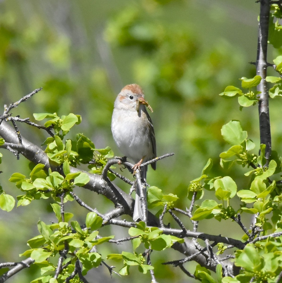 Field Sparrow - John Pratt