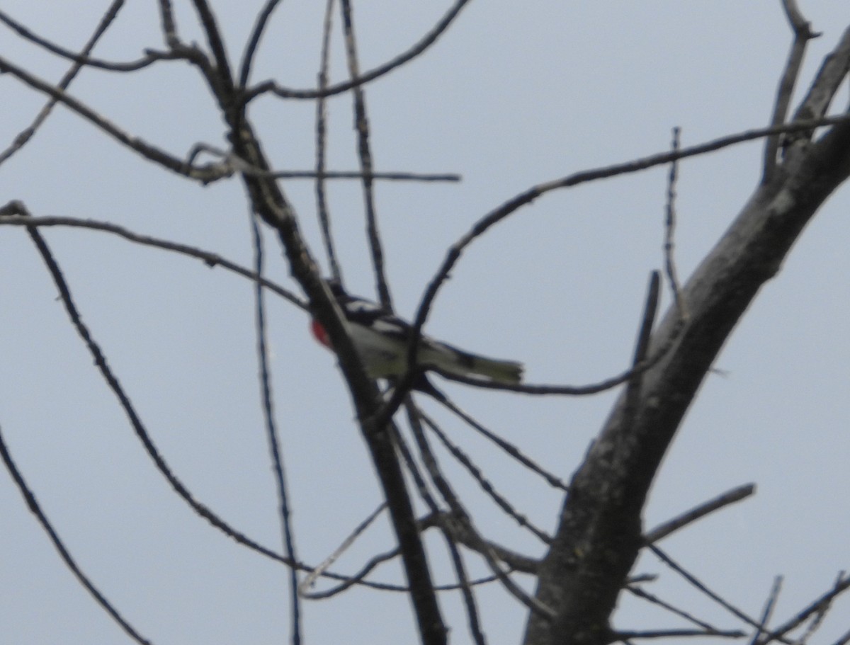 Rose-breasted Grosbeak - Serge Benoit