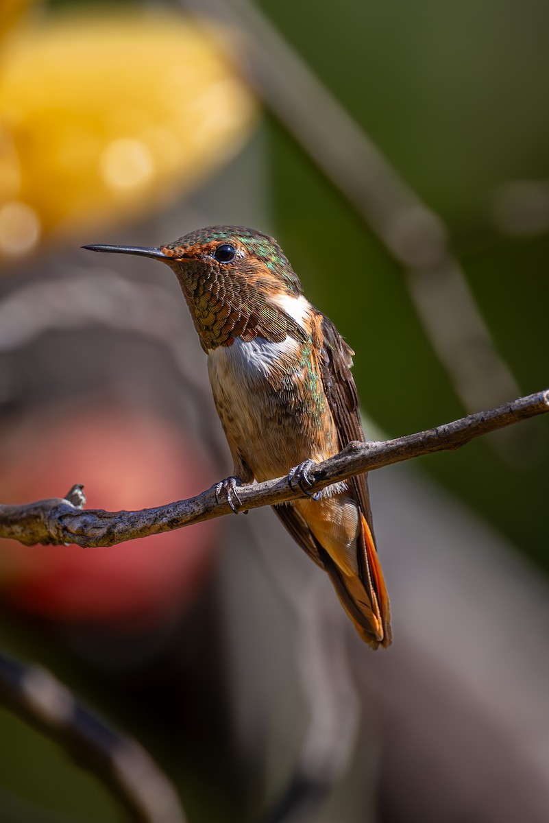 Scintillant Hummingbird - Mason Flint