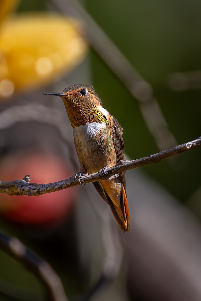 Scintillant Hummingbird - Mason Flint