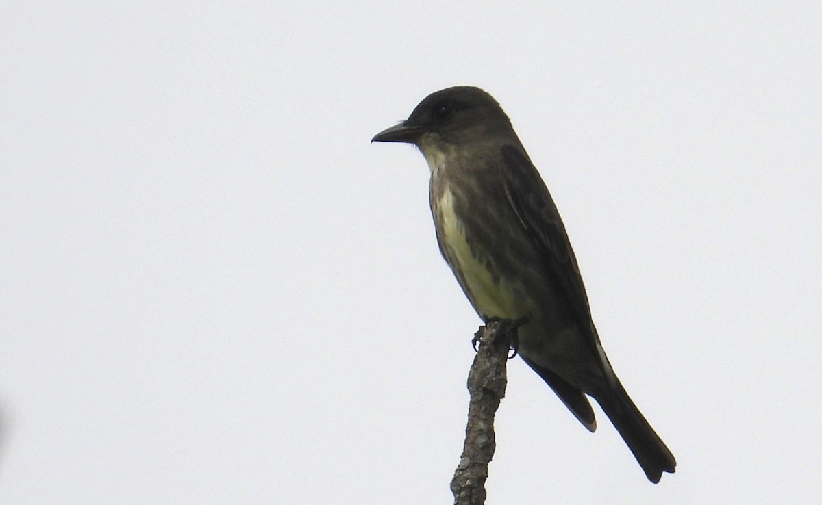 Olive-sided Flycatcher - Matt Tobin