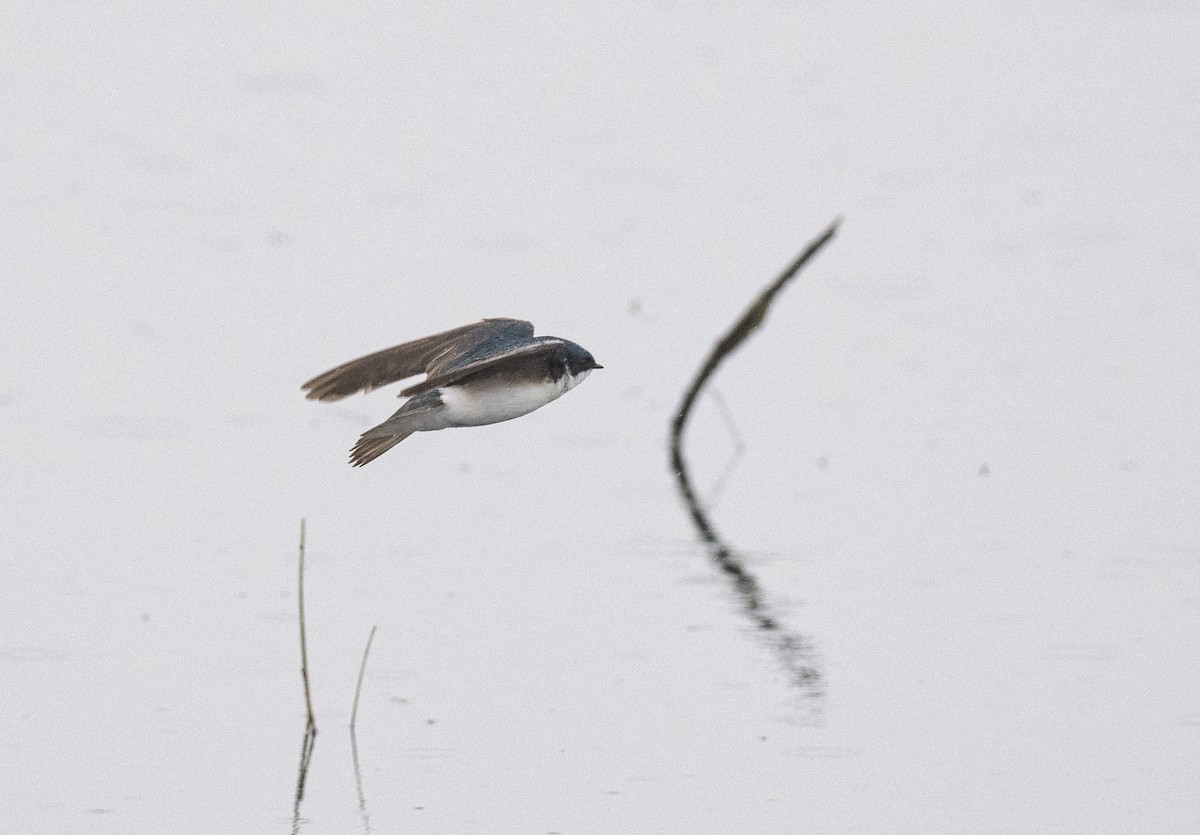 Tree Swallow - Gordon Hart