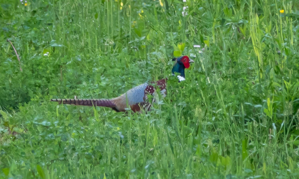 Ring-necked Pheasant - Gale VerHague