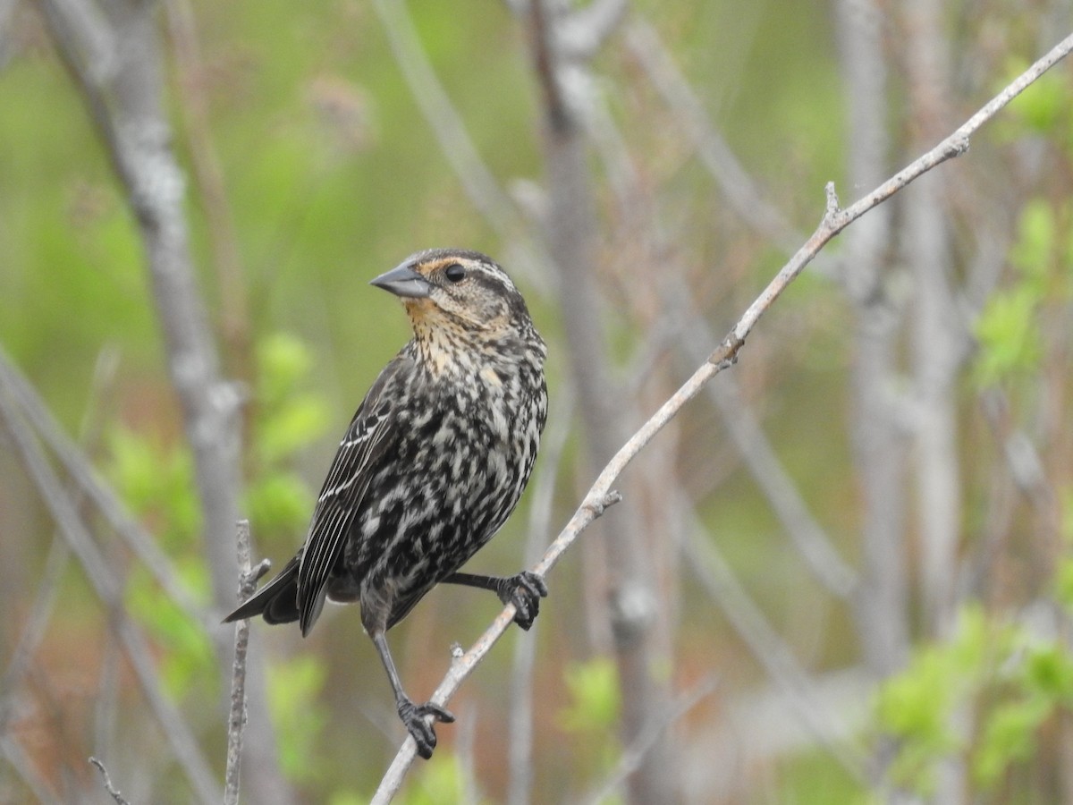 Red-winged Blackbird - Richard Lepage