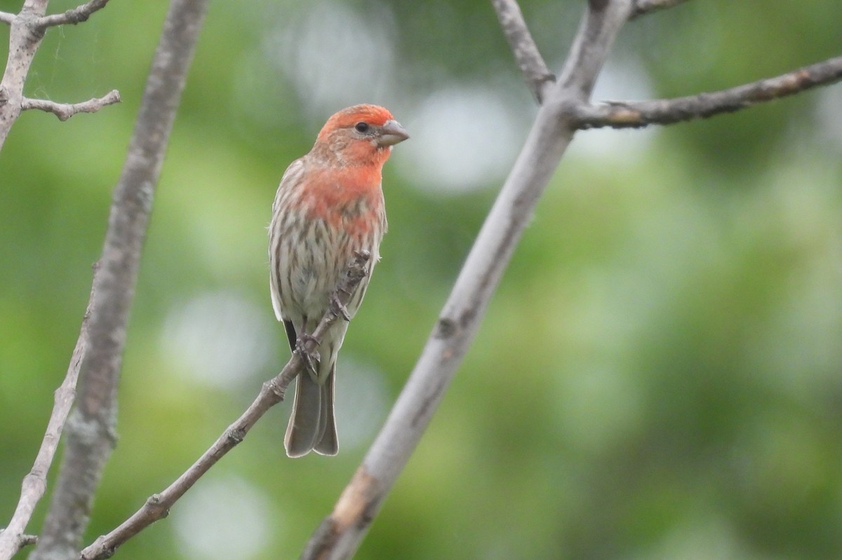 House Finch - Matt Tobin