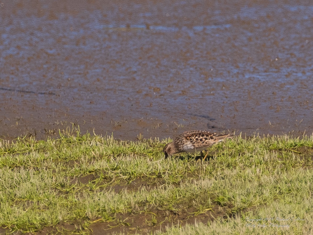 Least Sandpiper - Rick Hurst