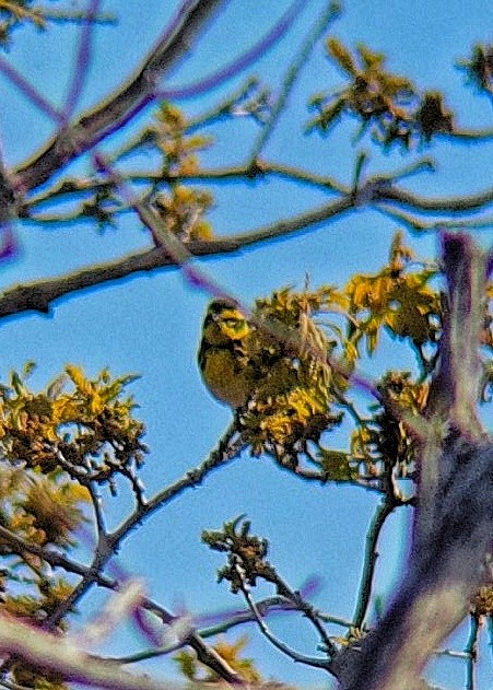 Townsend's Warbler - ML619535255