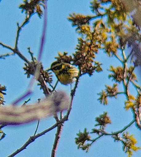 Townsend's Warbler - Arthur Gonzales