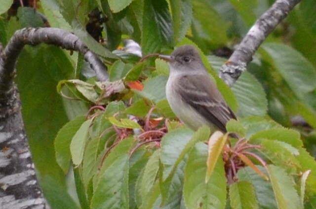 Willow Flycatcher - Kerry Serl