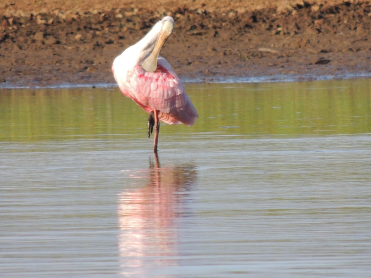 Roseate Spoonbill - Roger Lambert