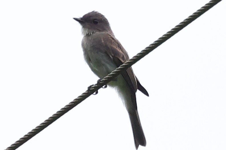 Eastern Phoebe - Duane Yarbrough