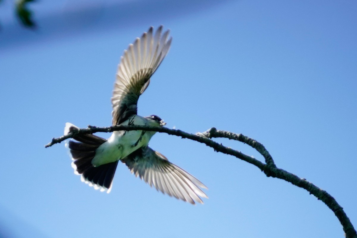 Eastern Kingbird - Louise Courtemanche 🦅