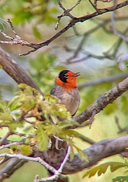 Red-faced Warbler - Arthur Gonzales