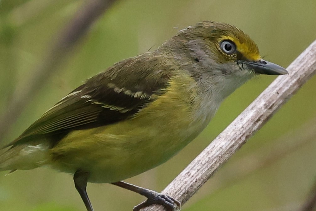 White-eyed Vireo - Duane Yarbrough