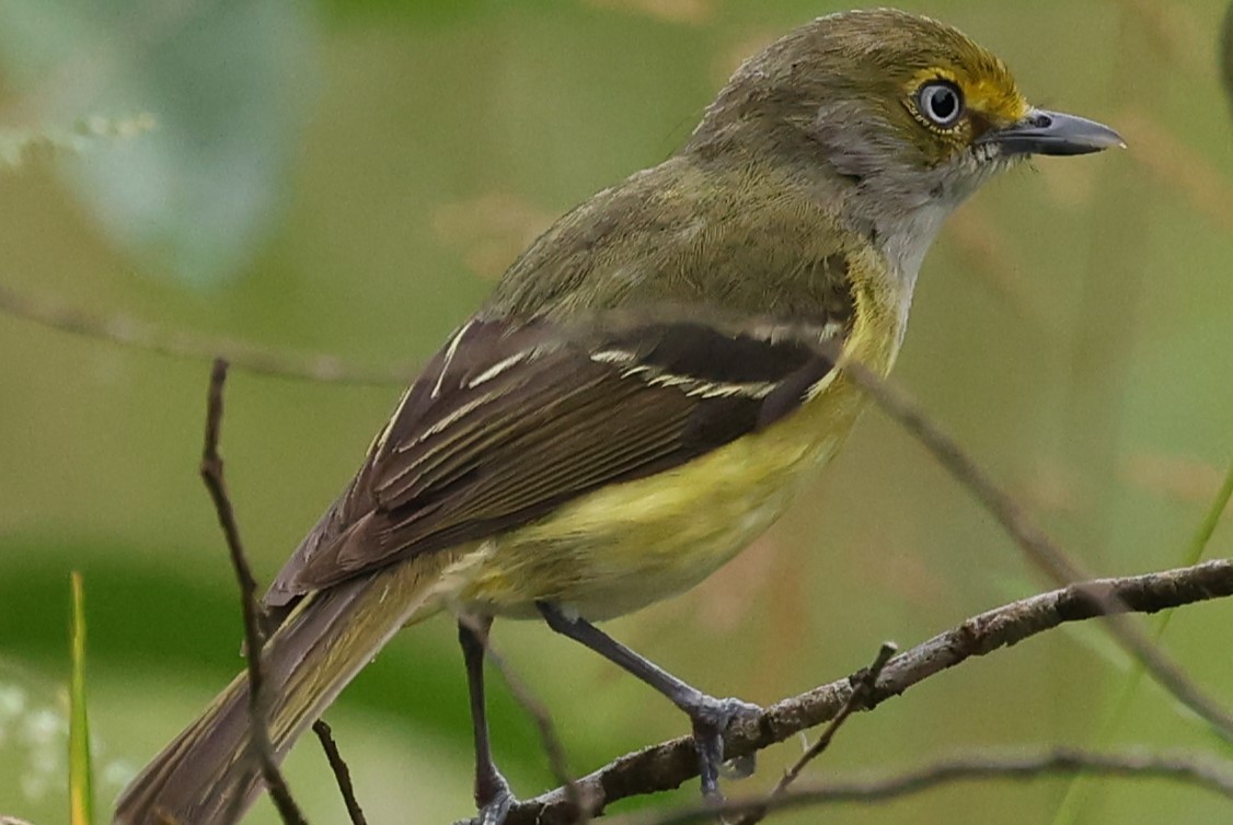 White-eyed Vireo - Duane Yarbrough