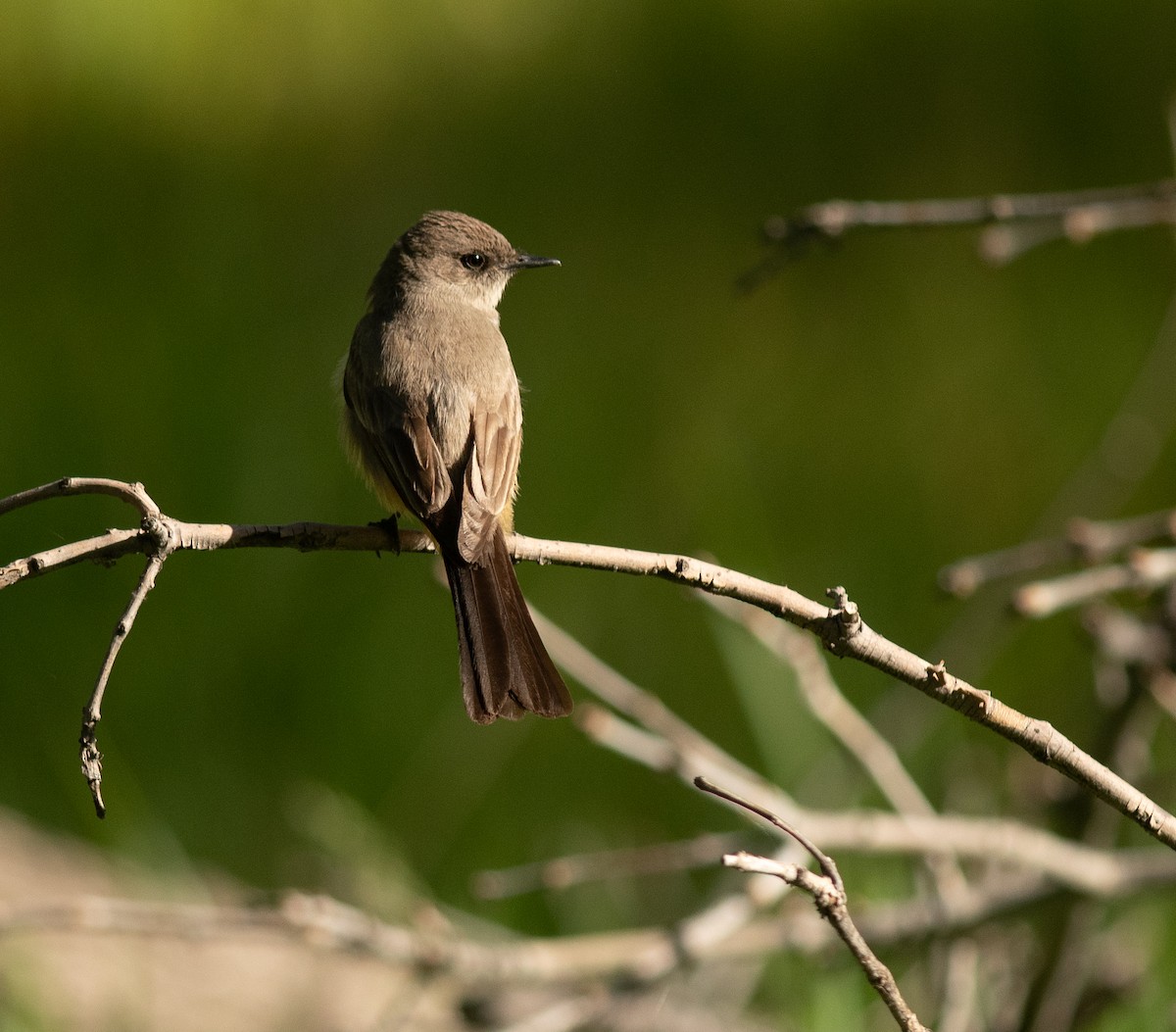 Say's Phoebe - Ethan Cleveland