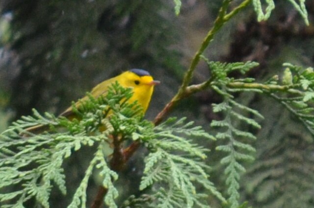 Wilson's Warbler - ML619535275