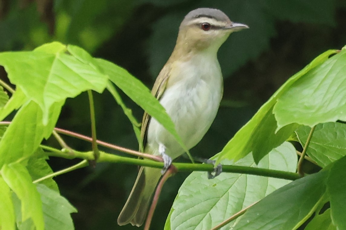 Red-eyed Vireo - Duane Yarbrough