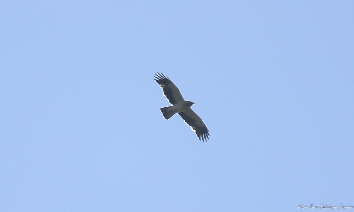 Booted Eagle - Vítor Xosé Cabaleiro Barroso