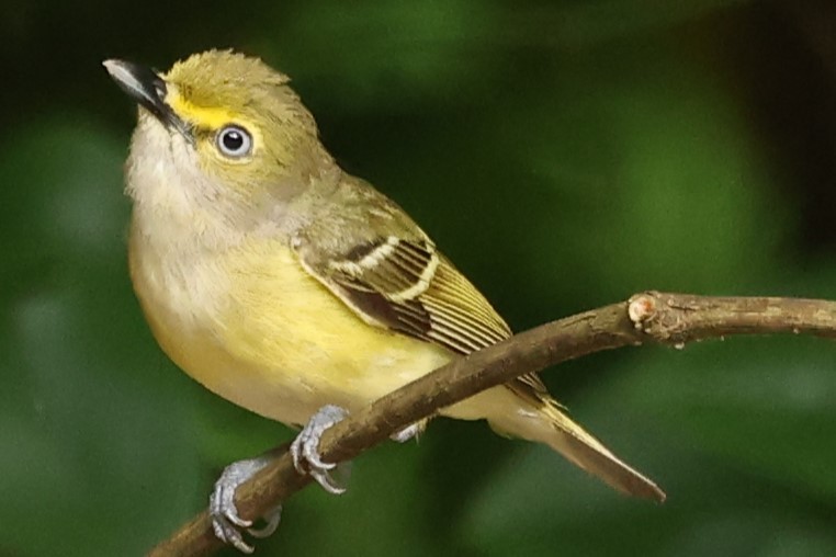 White-eyed Vireo - Duane Yarbrough