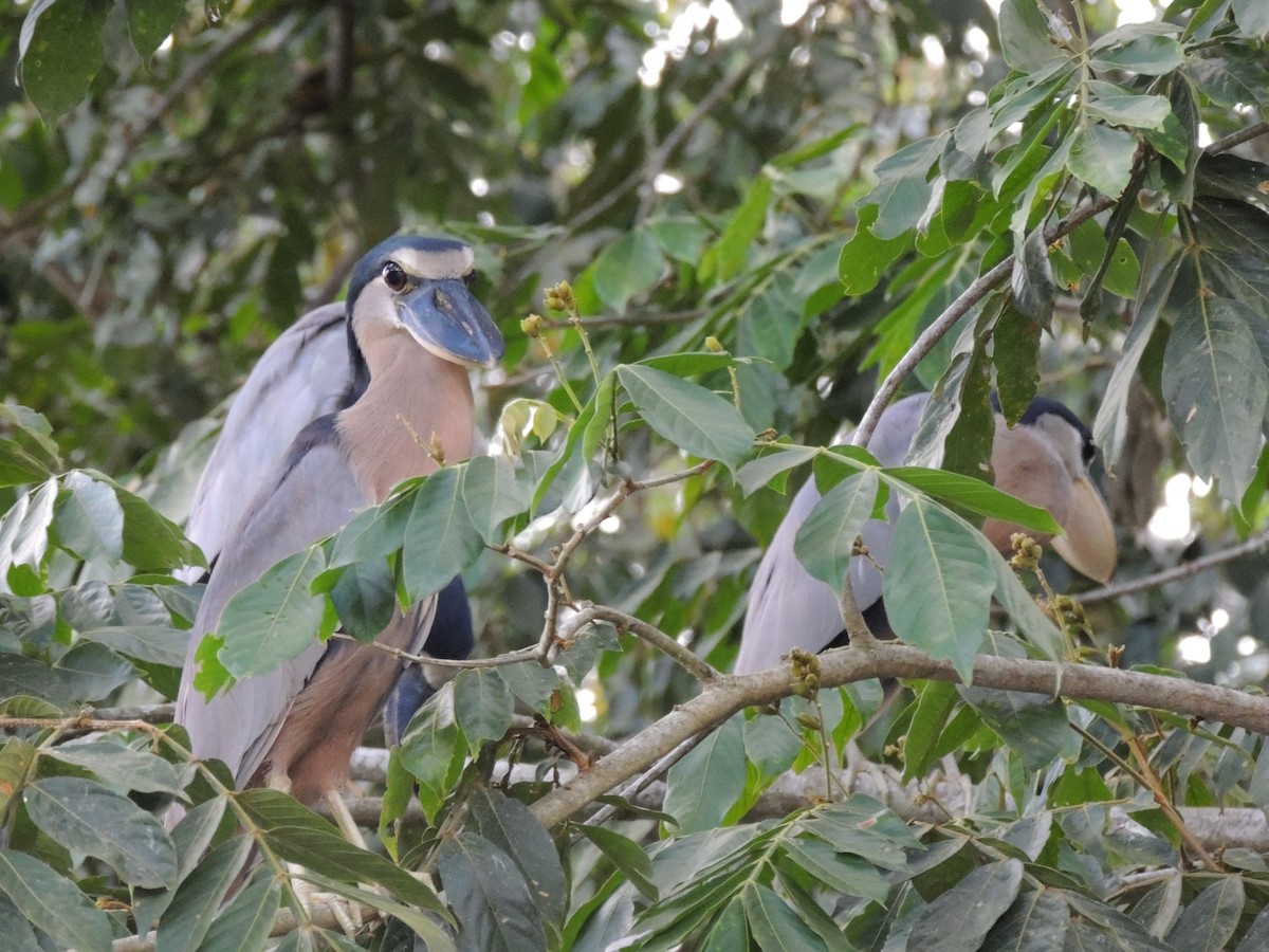 Boat-billed Heron - Roger Lambert