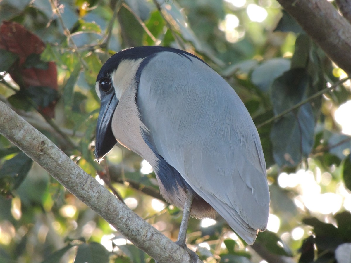 Boat-billed Heron - ML619535295