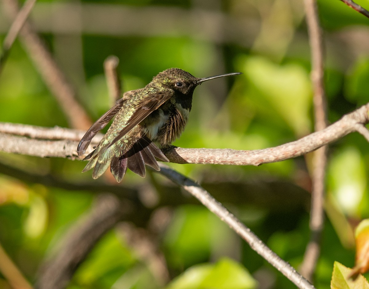 Black-chinned Hummingbird - Ethan Cleveland