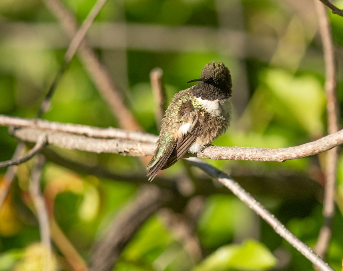 Black-chinned Hummingbird - Ethan Cleveland