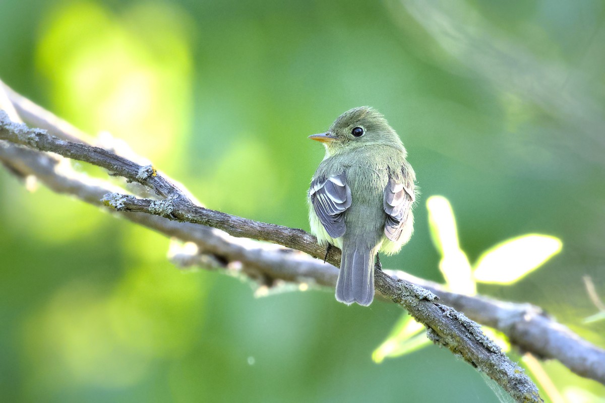 Yellow-bellied Flycatcher - Gihyun Yoo