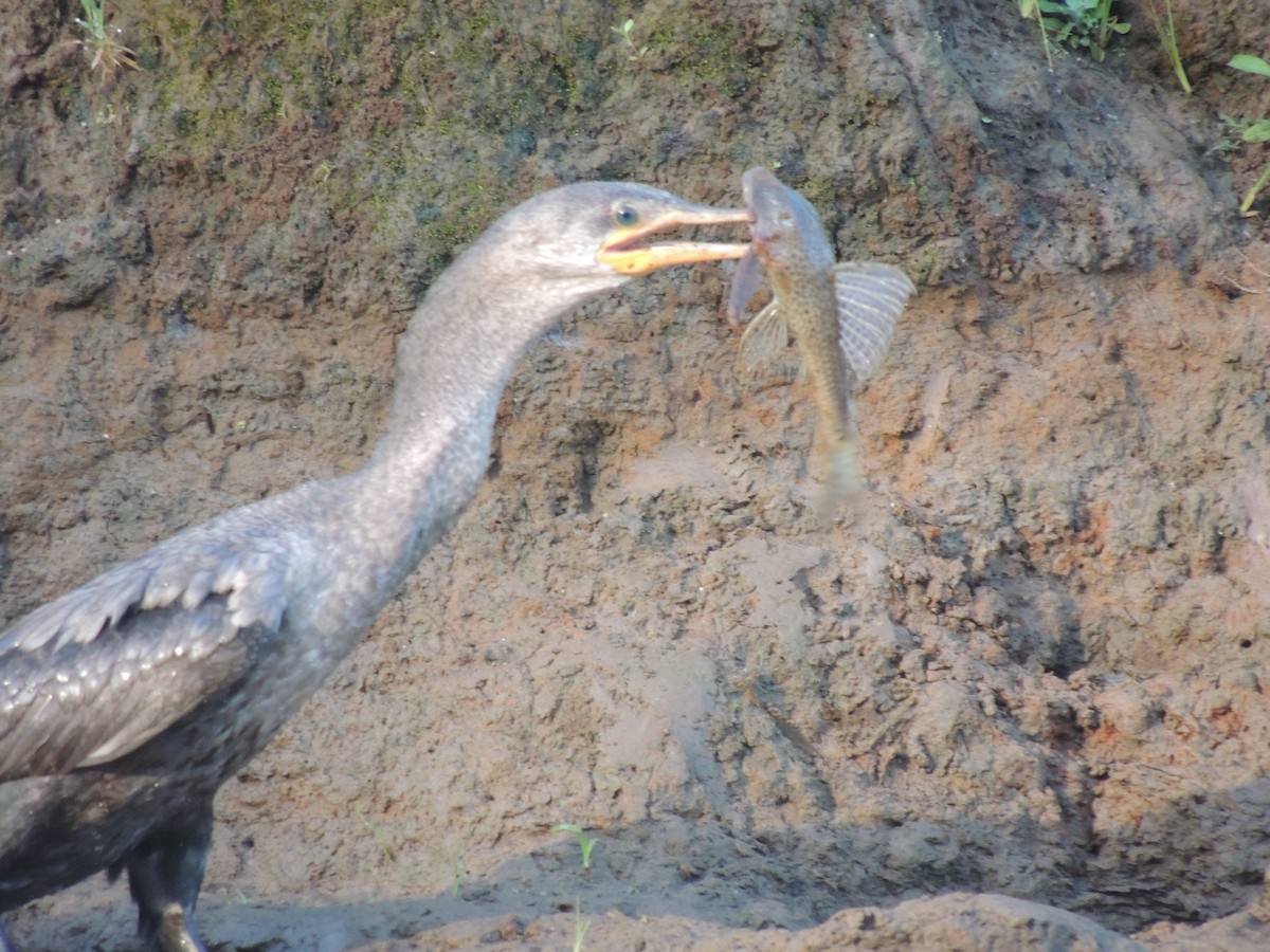 Neotropic Cormorant - Roger Lambert