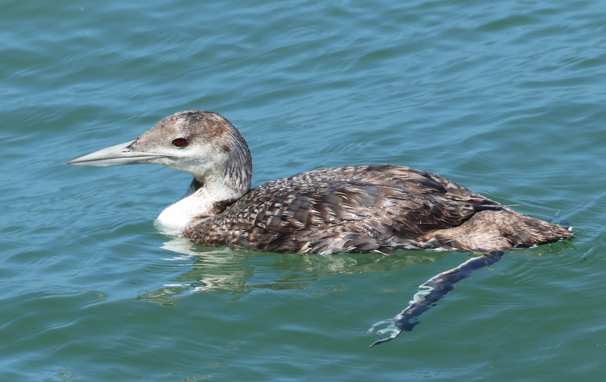 loon sp. - Bill Hubick