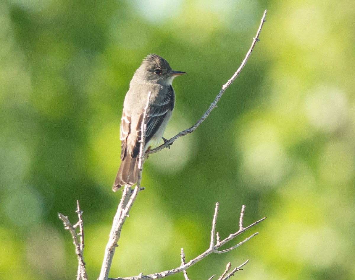 Western Wood-Pewee - Ethan Cleveland