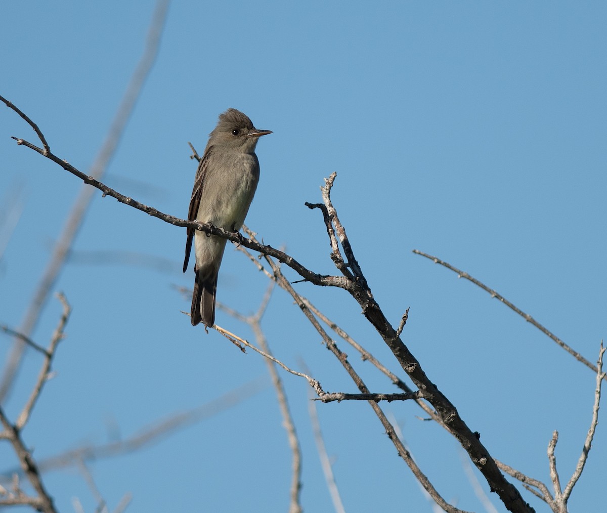 Western Wood-Pewee - Ethan Cleveland